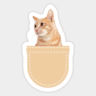 Orange Cat in Pocket (Ginger Domestic Short Hair) Sticker